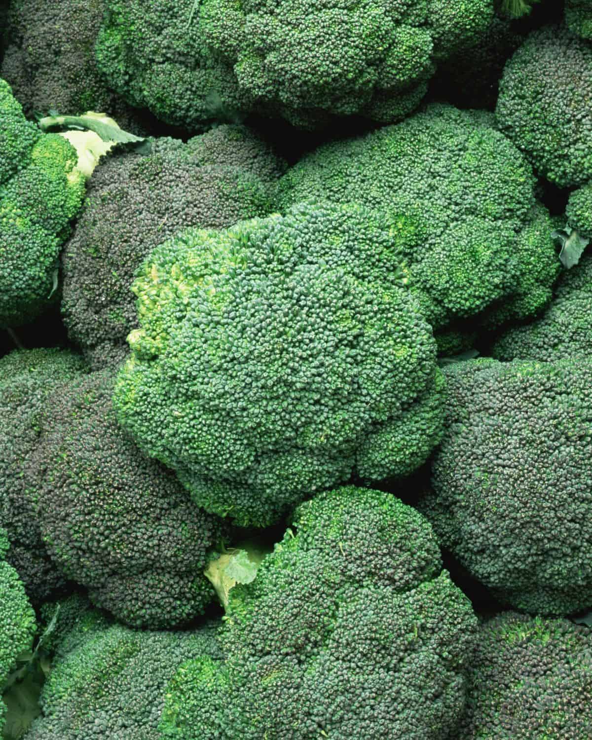 Heads of fresh broccoli.