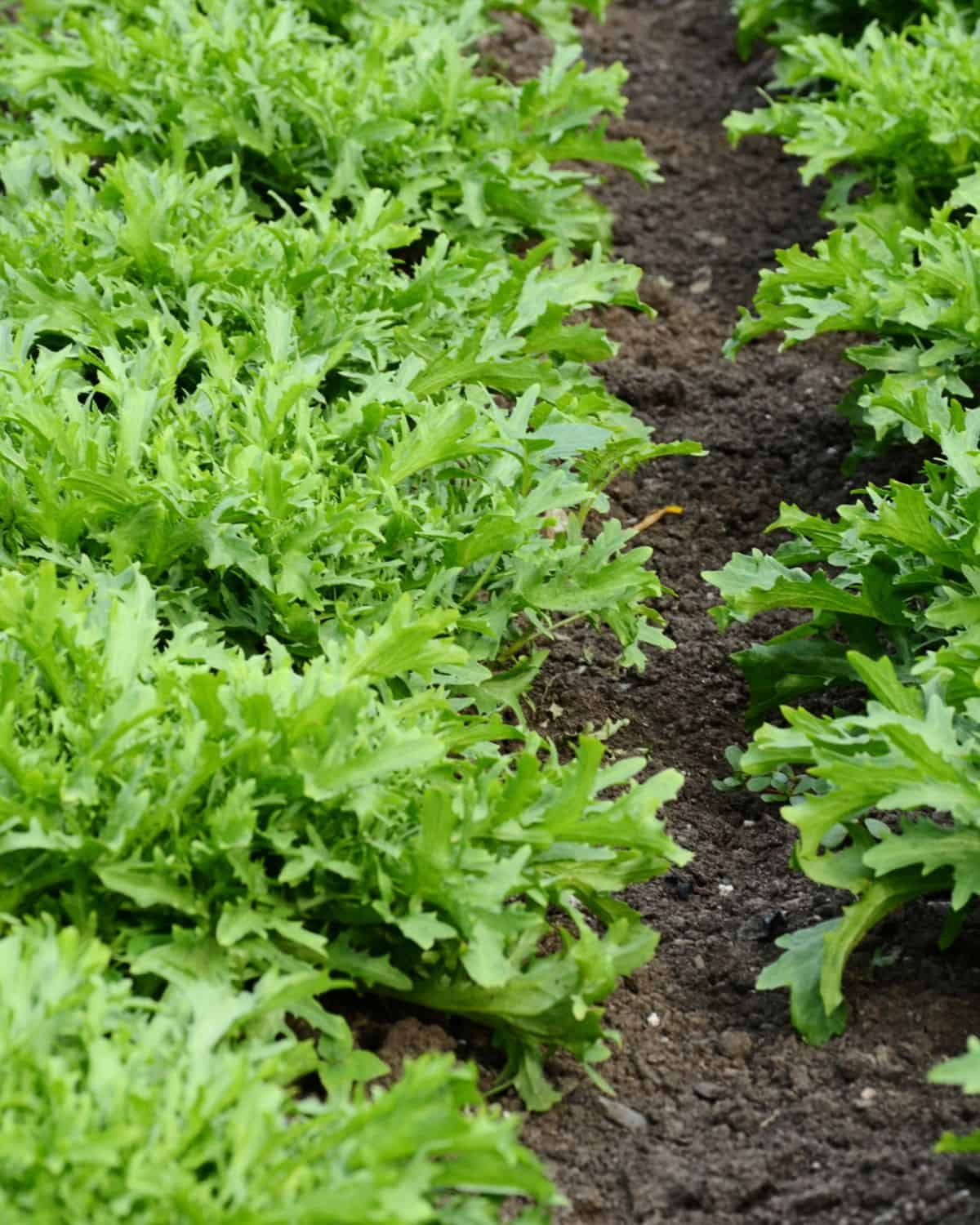 Planted rows of curly endive that would be an excellent substitute for arugula.