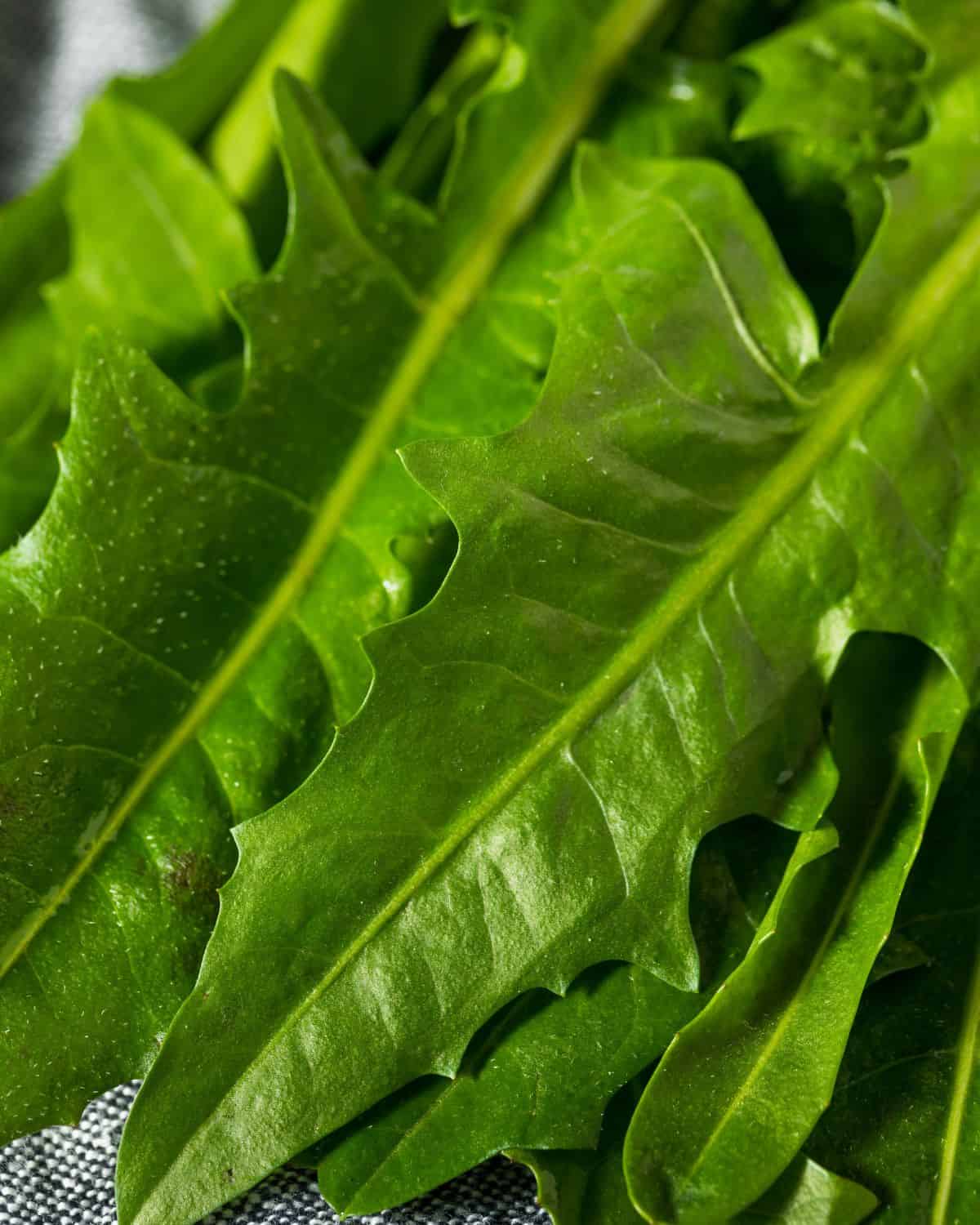 Up close image of dandelion greens that could be used as a substitute for arugula.